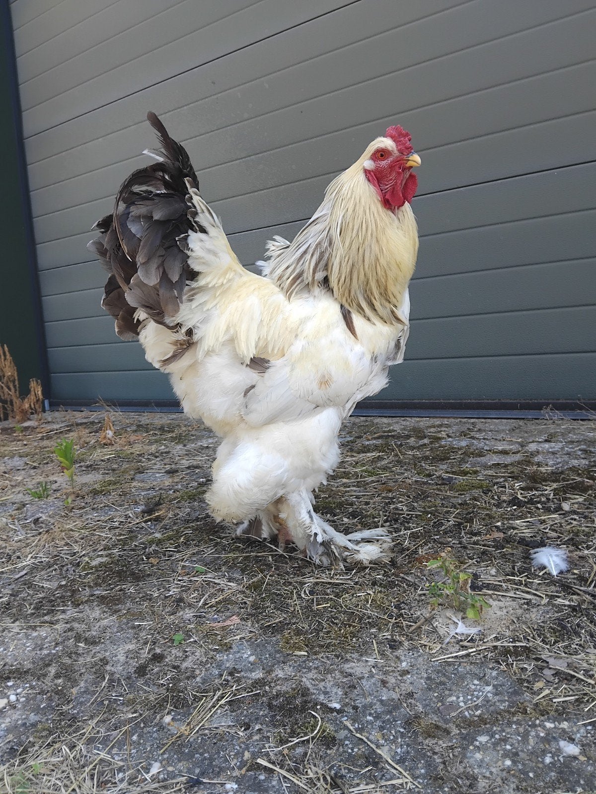Brahma haan columbia, Dieren en Toebehoren, Pluimvee, Mannelijk, Kip
