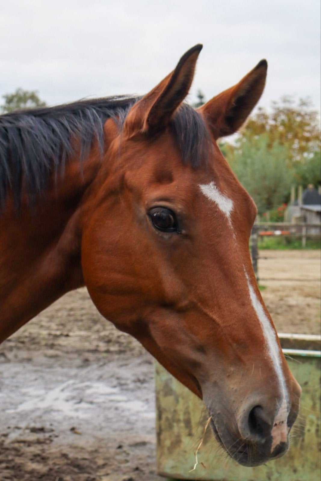 GEZOCHT lief en zeer betrouwbaar dressuurpaard, Dieren en Toebehoren, Paarden, Merrie