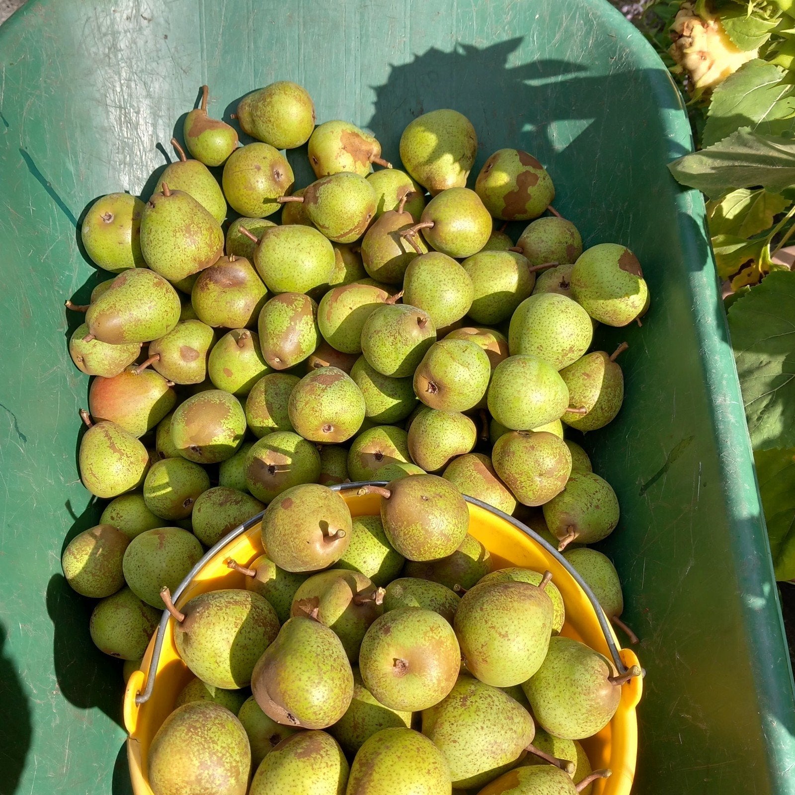 Peren Clapps Favourite. Onbespoten., Diversen, Levensmiddelen, Ophalen of Verzenden