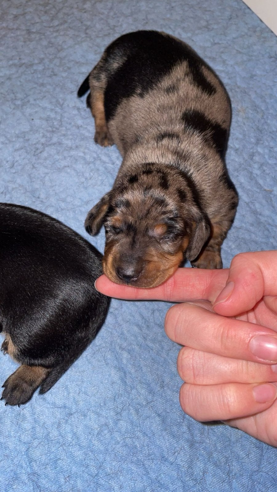 (Langharige) Kaninchen Teckel Pups | Raszuiver, Dieren en Toebehoren, Kaninchen, Parvo, 8 tot 15 weken, Langhaar