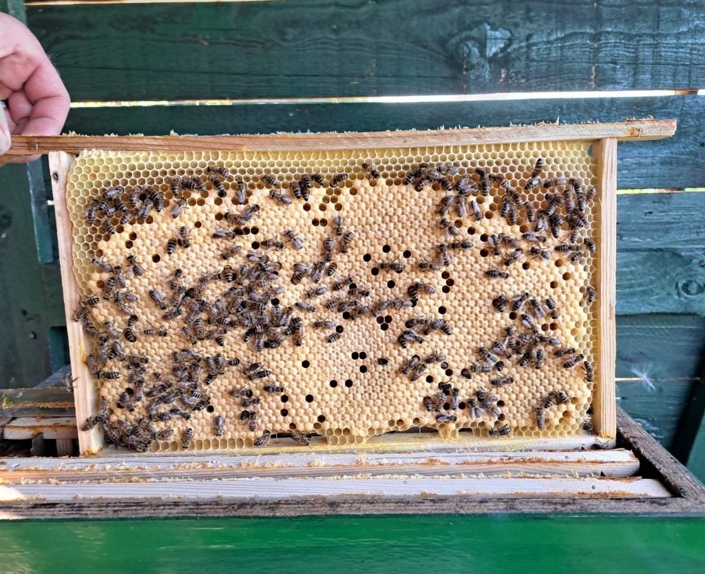 carnica bijen, Dieren en Toebehoren, Bijen