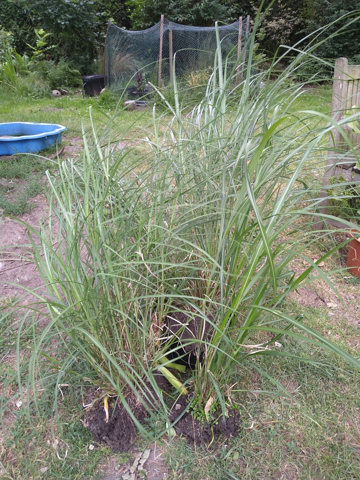 Miscanthus 3x ., Ophalen, Overige soorten, Volle zon