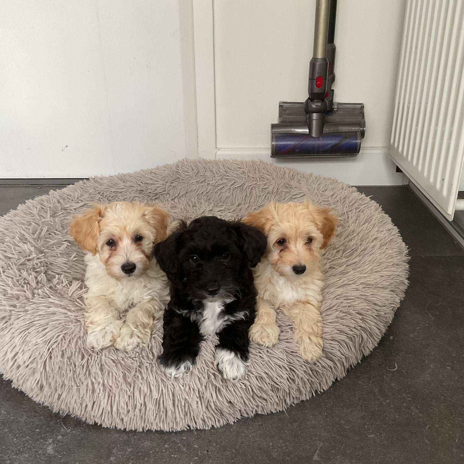 Maltipoo pups, Parvo, 8 tot 15 weken, Meerdere, Meerdere dieren