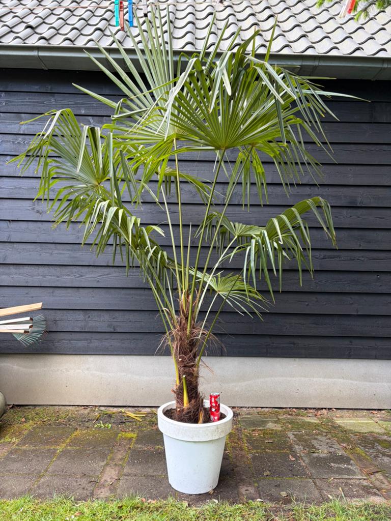 Trachycarpus Fortunei winterharde palmboom, Tuin en Terras, Planten | Bomen, Ophalen, Zomer, Volle zon, Palmboom