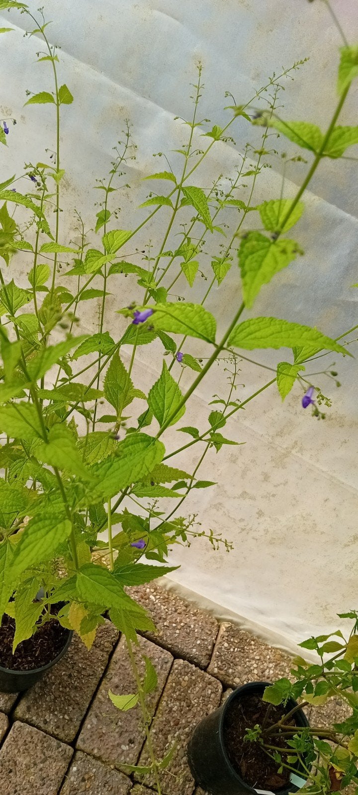 Isodon (rabdosia) longituba noshoku, Ophalen, Herfst, Overige soorten, Halfschaduw