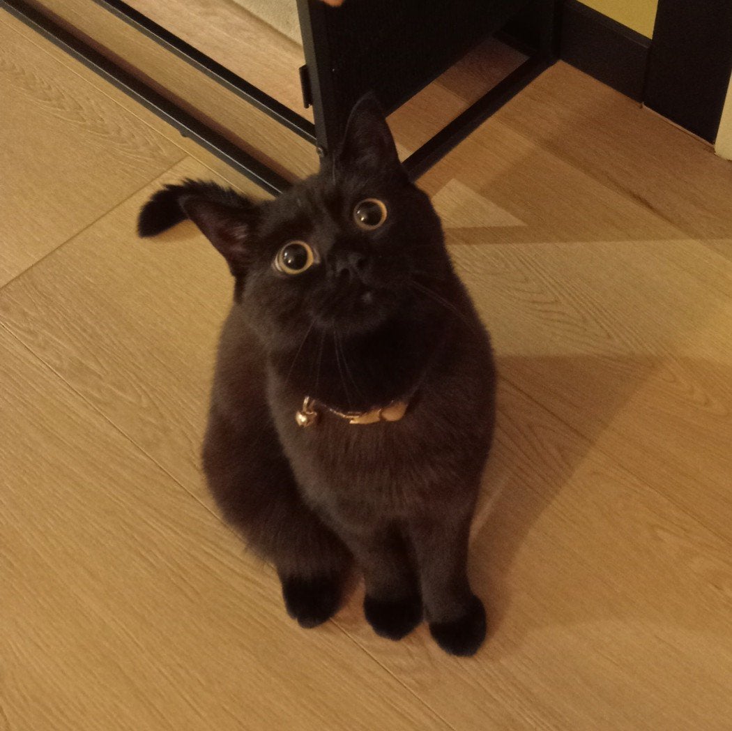 Lief  thuis gezocht voor onze Britse Korthaar, Dieren en Toebehoren, Katten en Kittens | Overige Katten, Kater, Kortharig, 0 tot 2 jaar