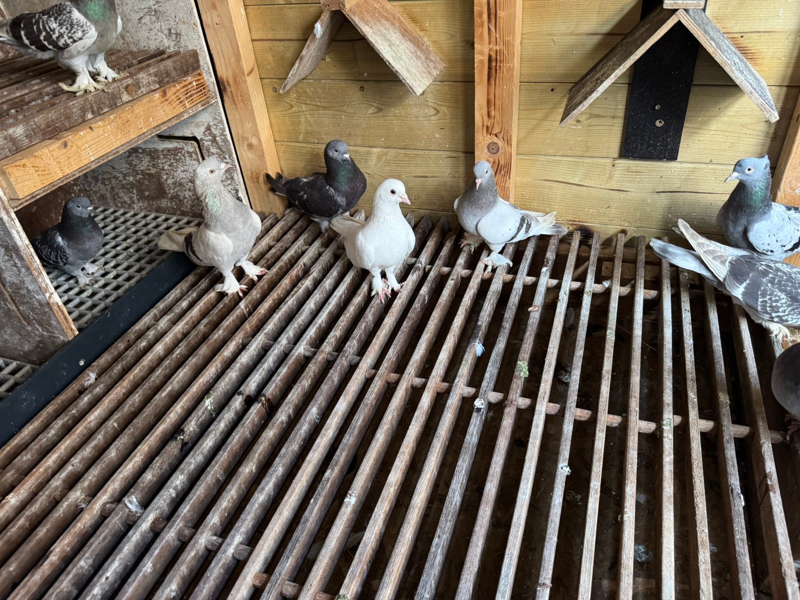 Takla 14 sutuk, Meerdere dieren