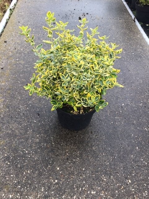 Euonymus Emerald Gold (goudbonte kardinaalsmuts) pot, Tuin en Terras, Planten | Tuinplanten, Ophalen, Overige soorten, Halfschaduw