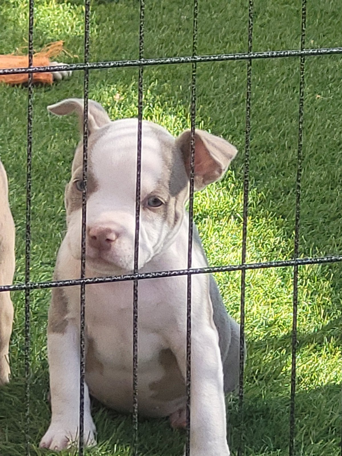 2 teefjes Amerikaanse pocket bullys, Bulldog, Meerdere, Meerdere dieren, Nederland