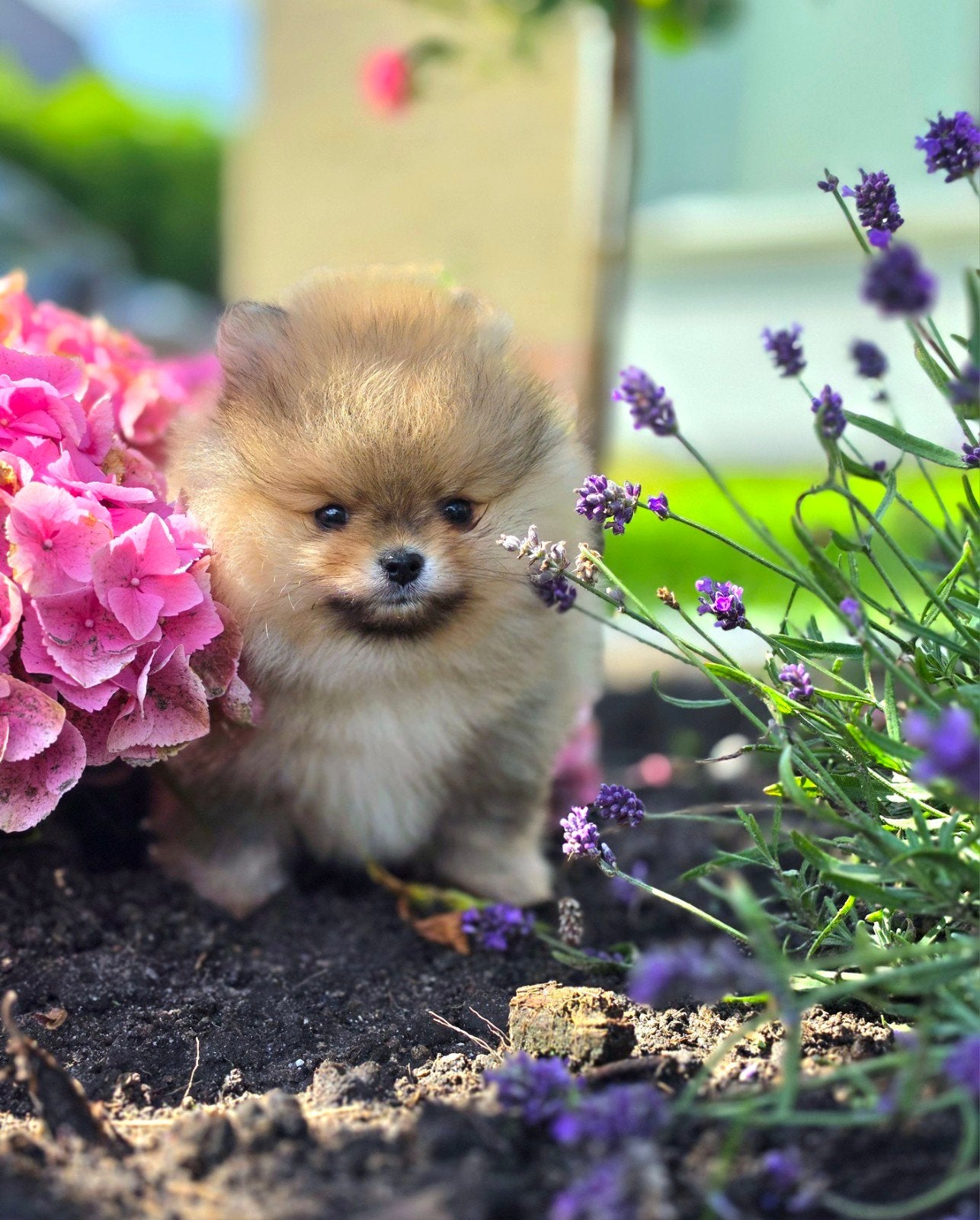 Pomeranian reu pomeriaan pommetje, Dieren en Toebehoren, Honden | Poolhonden, Keeshonden en Oertypen, Parvo, Keeshond, Reu, 8 tot 15 weken