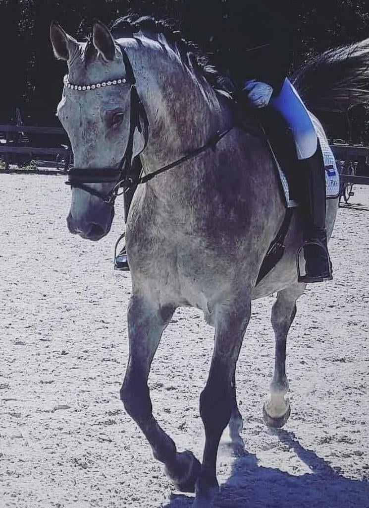 Foto 8 van STAL LUXOR/Aankoop begeleiding bij uw paard
