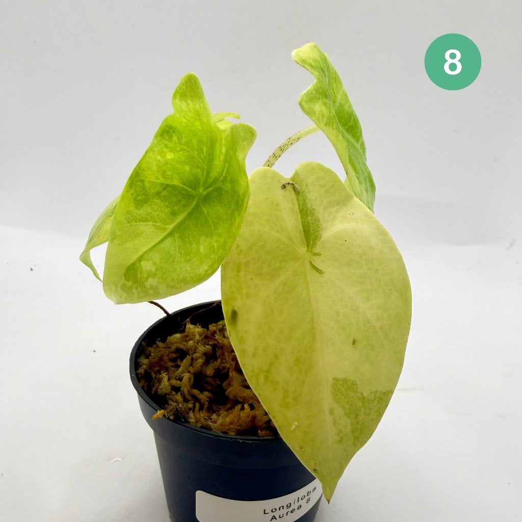 Alocasia Longiloba Aurea Variegata, Huis en Inrichting, Kamerplanten, Verzenden, Halfschaduw, Minder dan 100 cm