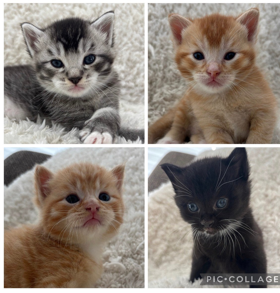 Prachtige Maincoon/Blauwe Rus kittens te koop, Dieren en Toebehoren, Poes