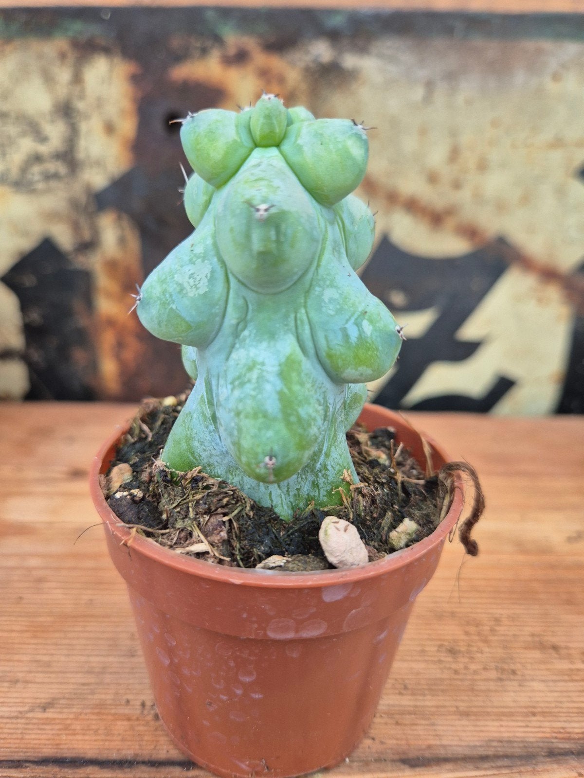 Cactus Myrtillocactus geometrizans Fukurokuryuzinboku p7 (7), Ophalen of Verzenden, Cactus, Volle zon, Minder dan 100 cm