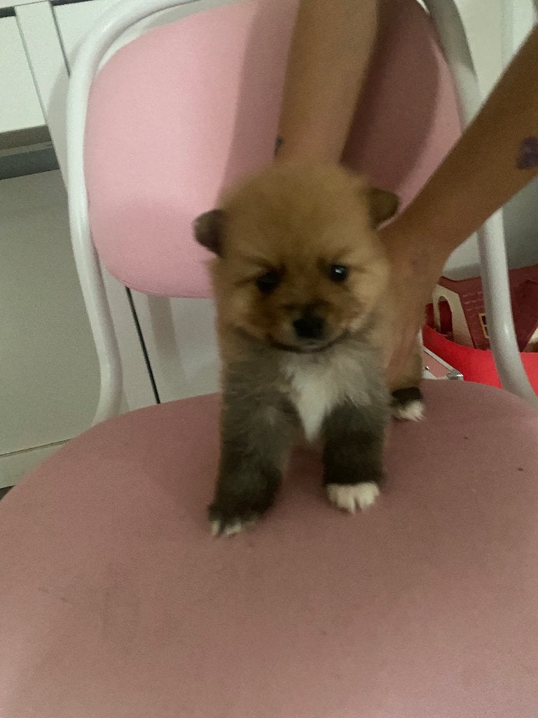 Pomeriaan keeshond, Dieren en Toebehoren, Reu, 8 tot 15 weken, Meerdere, Nederland