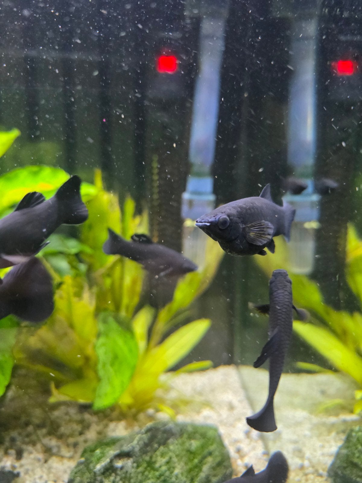 Black Molly's 7mm-5cm, Dieren en Toebehoren, Vissen | Aquariumvissen, Vis