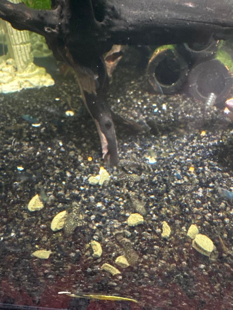 Borstelneus algeneters, Dieren en Toebehoren, Vissen | Aquariumvissen, Vis
