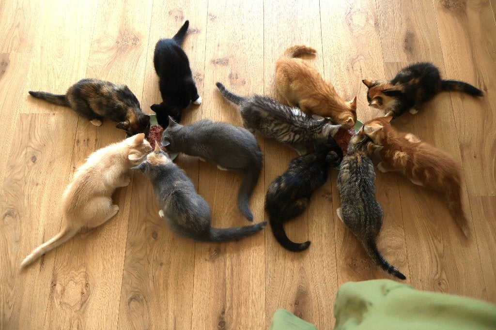 Britse korthaar kittens - verschillende kleurtjes, Meerdere dieren, 0 tot 2 jaar
