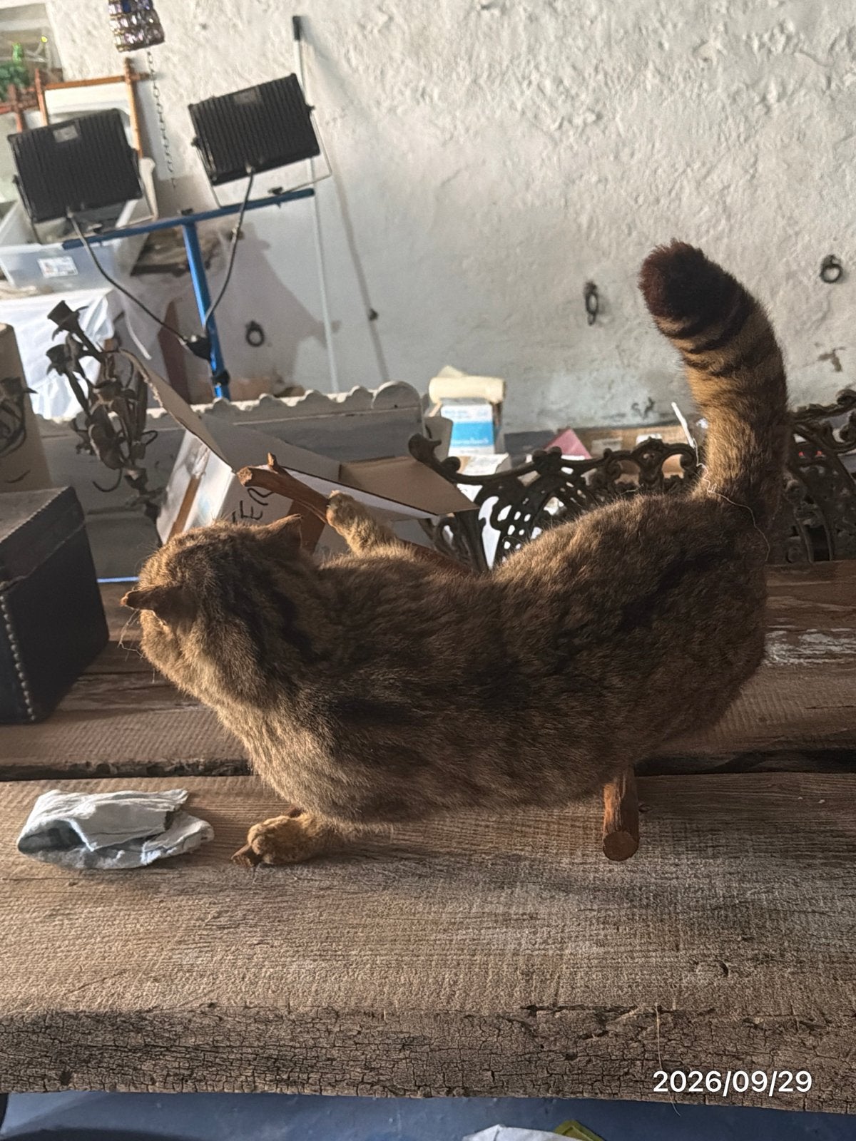 Wild beest op boomstronk, Ophalen of Verzenden, Zo goed als nieuw, Hond of Kat, Beeldje of Figuurtje