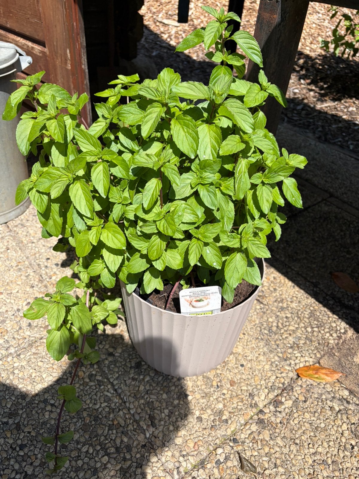 Grote basilicummunt plant, Ophalen, Kruiden, Volle zon