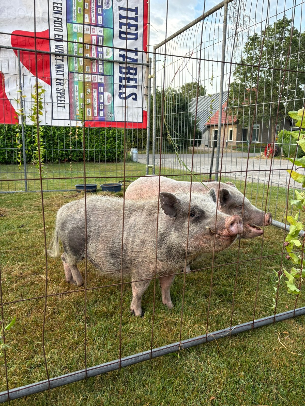 Mini varkens, Meerdere dieren, Varken