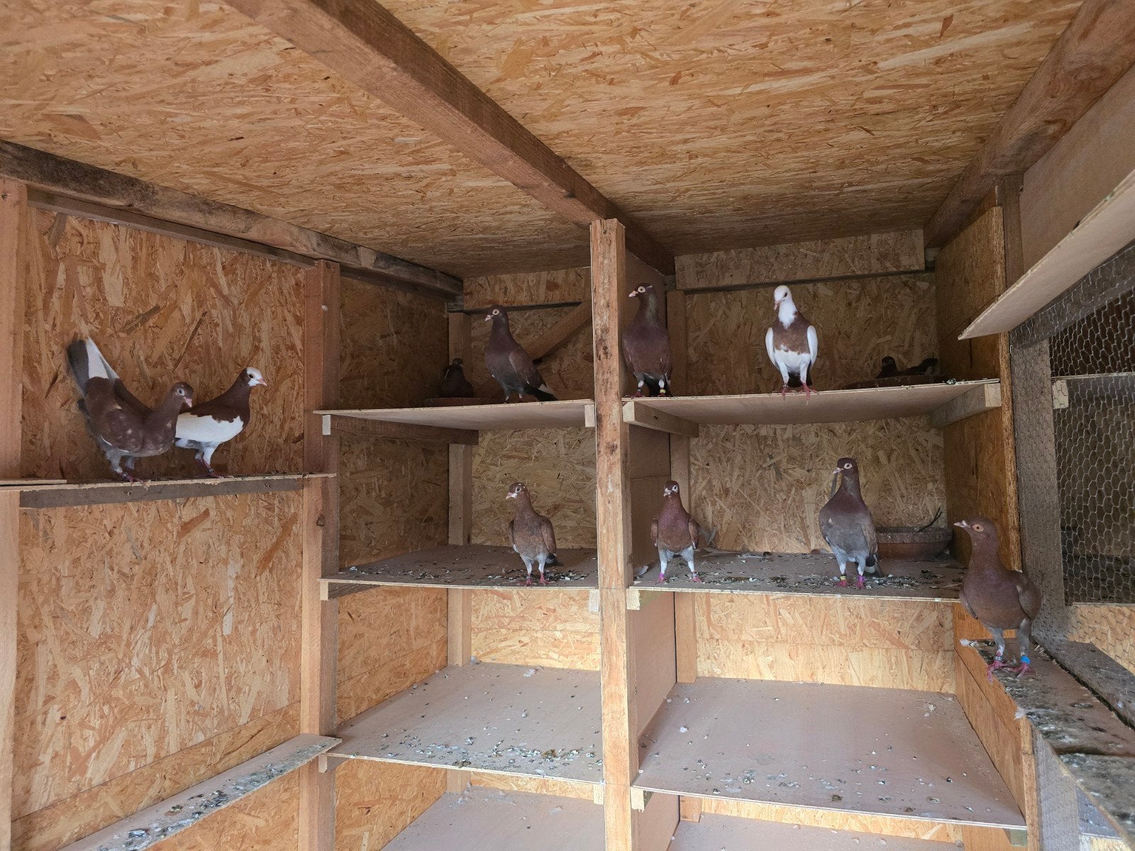 Duiven Hoogvliegers, Dieren en Toebehoren