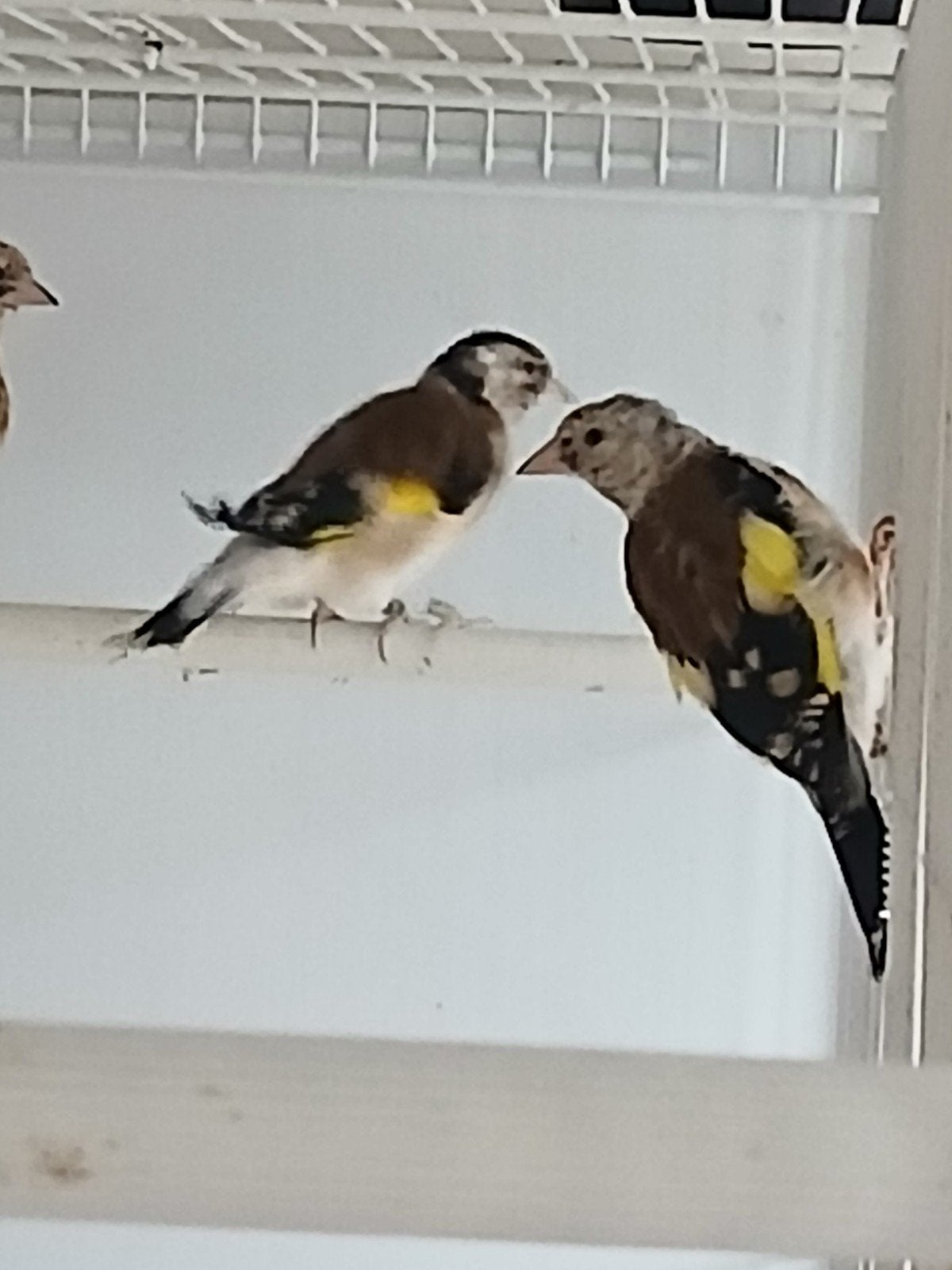 jonge majoor putters, Dieren en Toebehoren, Vogels | Overige Vogels, Geslacht onbekend, Wildzangvogel, Geringd