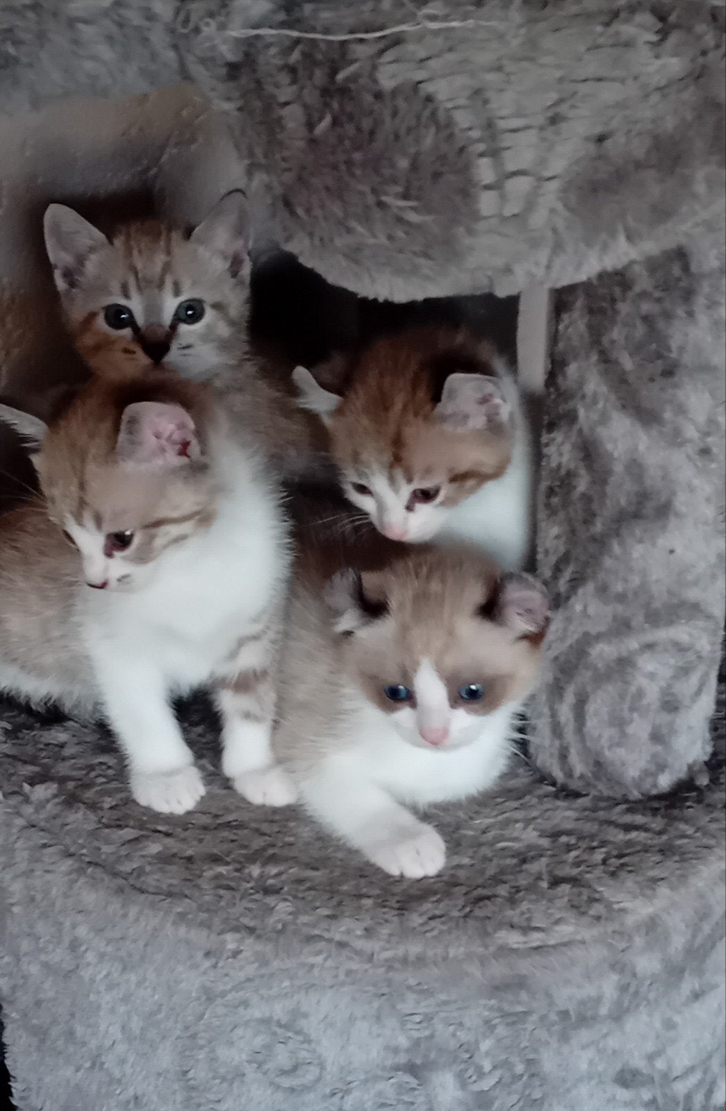 kittens mix Bengaal Britsekorthaar/Ragdoll €550, Dieren en Toebehoren, Meerdere dieren, Ontwormd