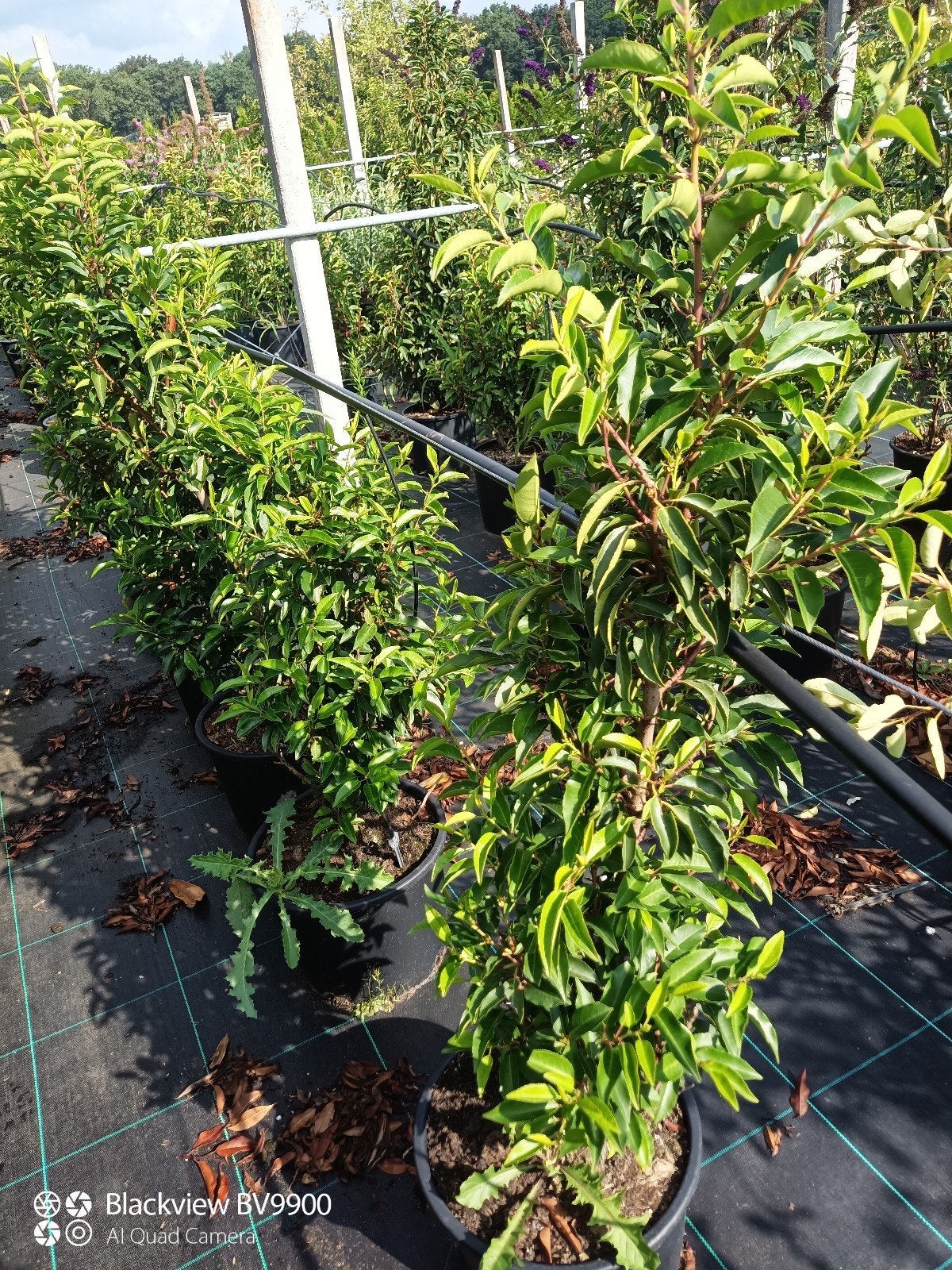 40 Portugese laurier Prunus l angustifolia struiken 80-120cm, Tuin en Terras, Planten | Struiken en Hagen, Ophalen of Verzenden