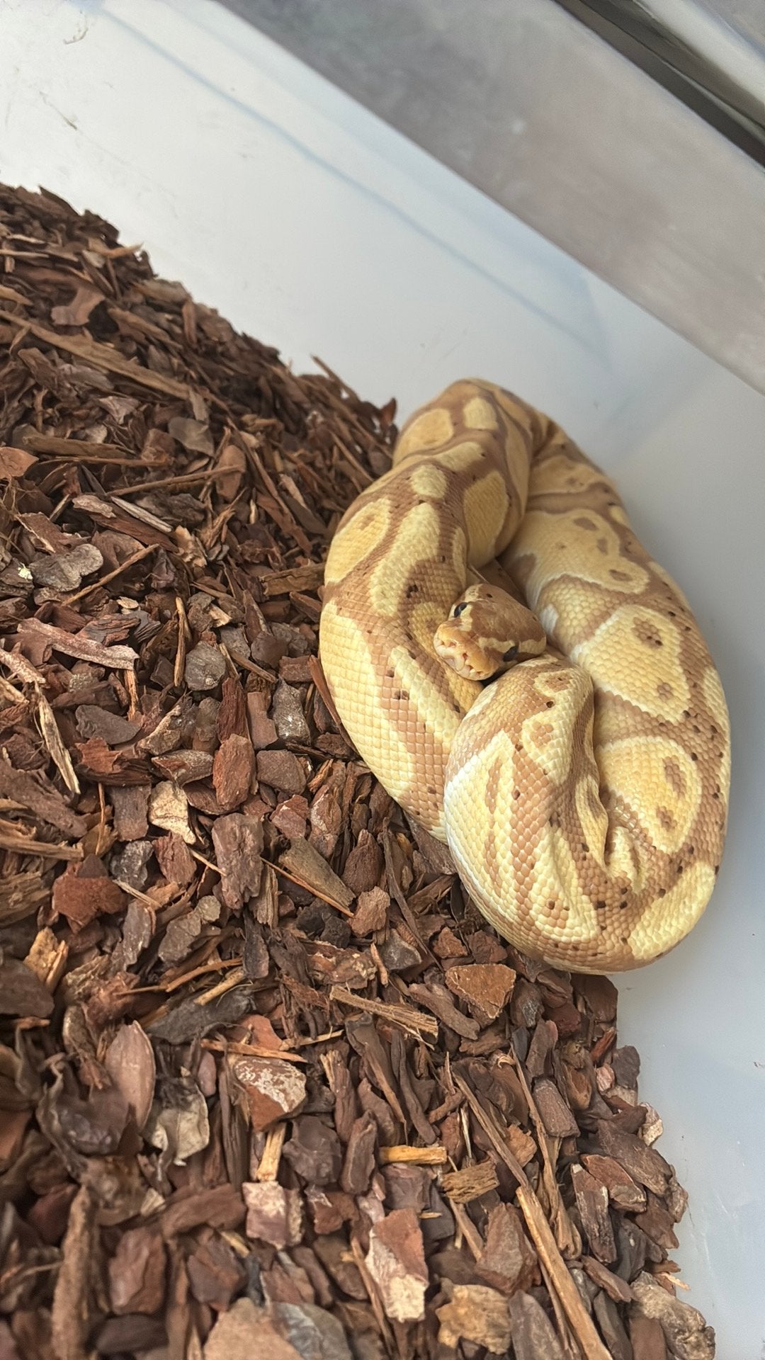 Ball python regius Ball Python photo 3