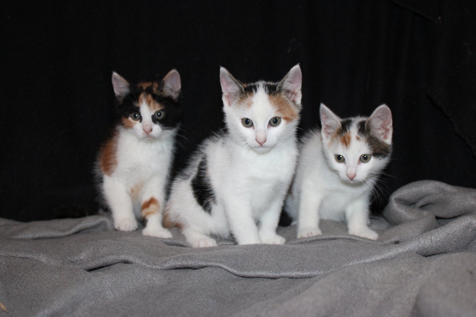 Foto 6 van Leuke kittens