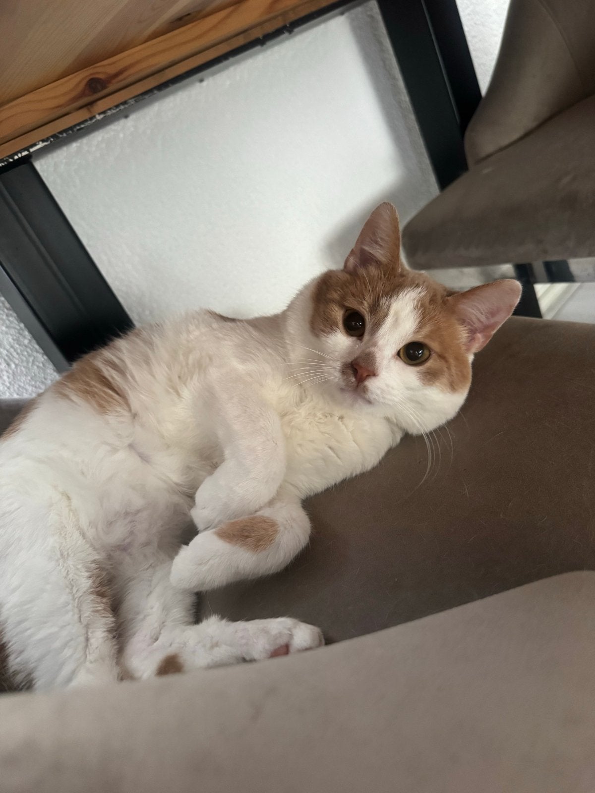 Kater, Kater