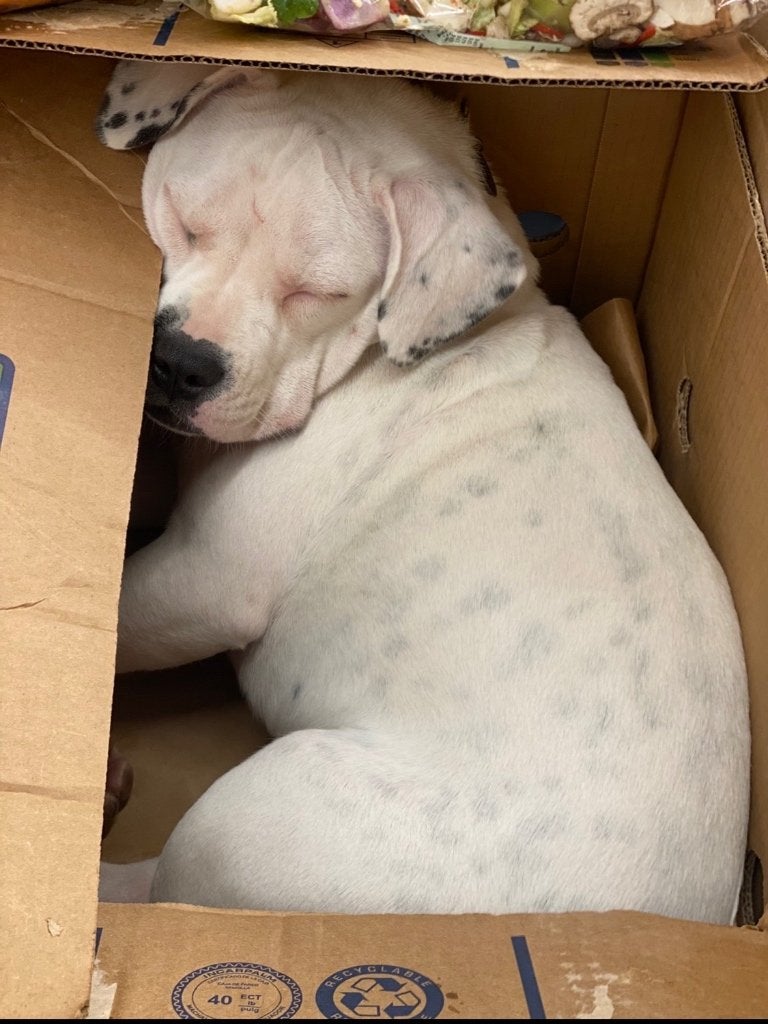 Witte kleine pocket bully teefje 17 maand, 1 tot 2 jaar, Teef, Parvo, Bulldog