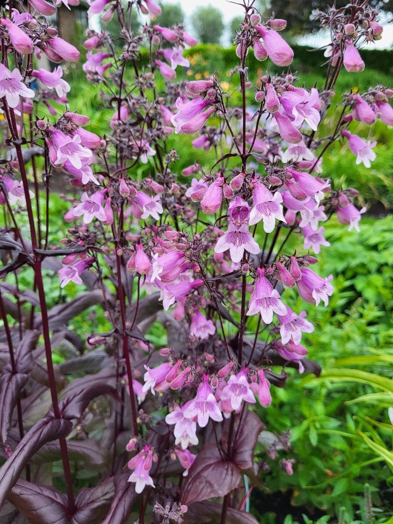 Zaden Penstemon Midnight Masquerade, Verzenden, Volle zon