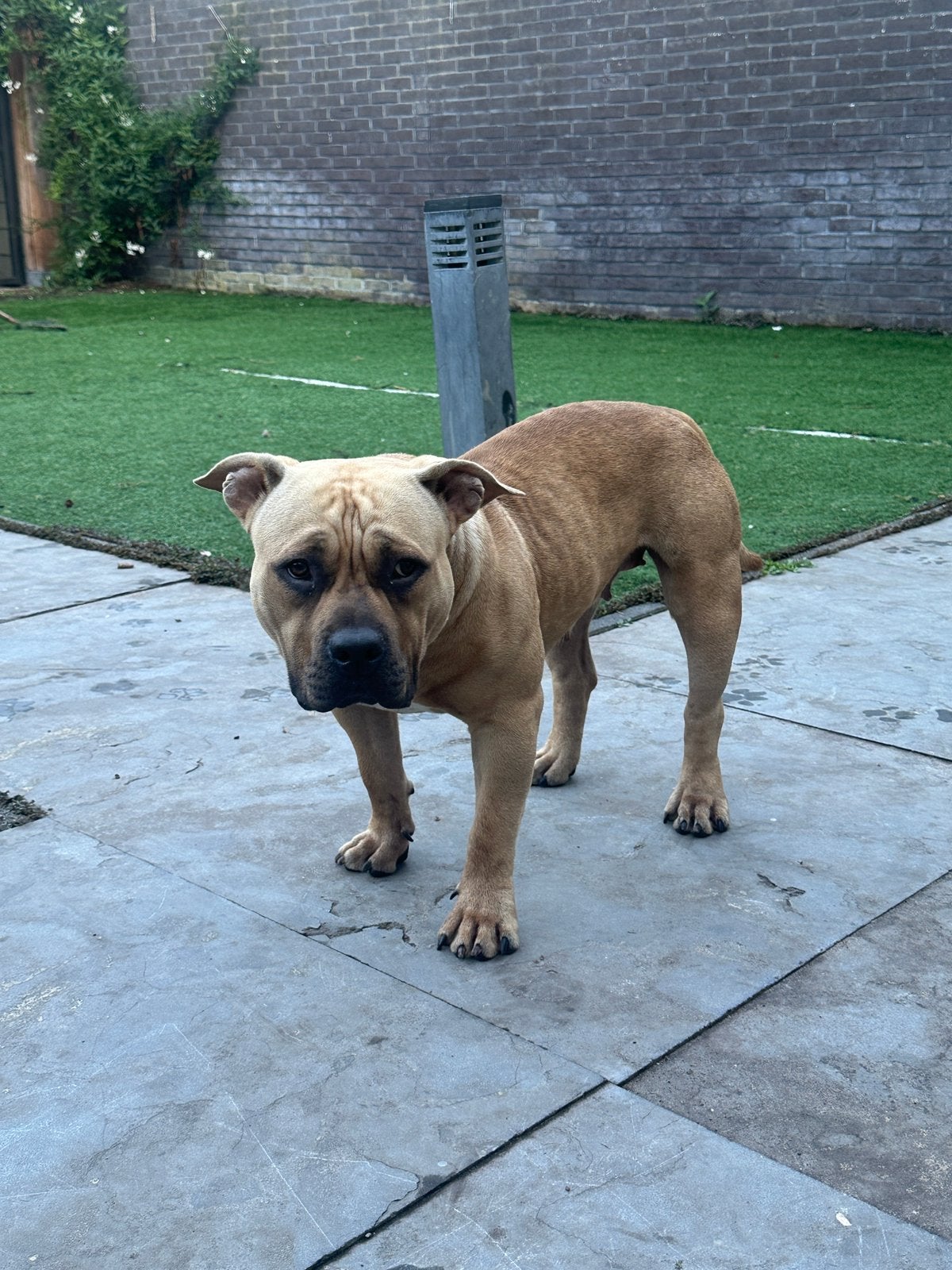 American bully pocket teefje 9 Maanden paspoort stamboom, 15 weken tot 1 jaar, Teef, Parvo, Bulldog