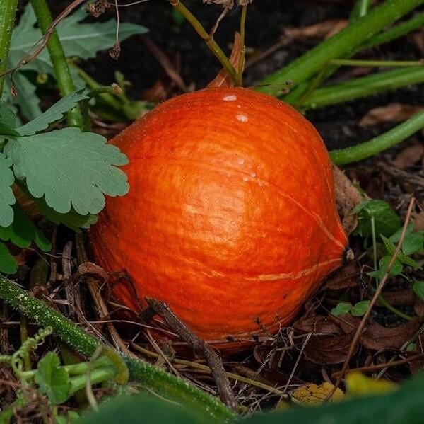 Pompoen - Hokkaido Red Kuri pompoen zaden 🎃, Tuin en Terras, Ophalen of Verzenden, Gehele jaar, Volle zon, Zaad