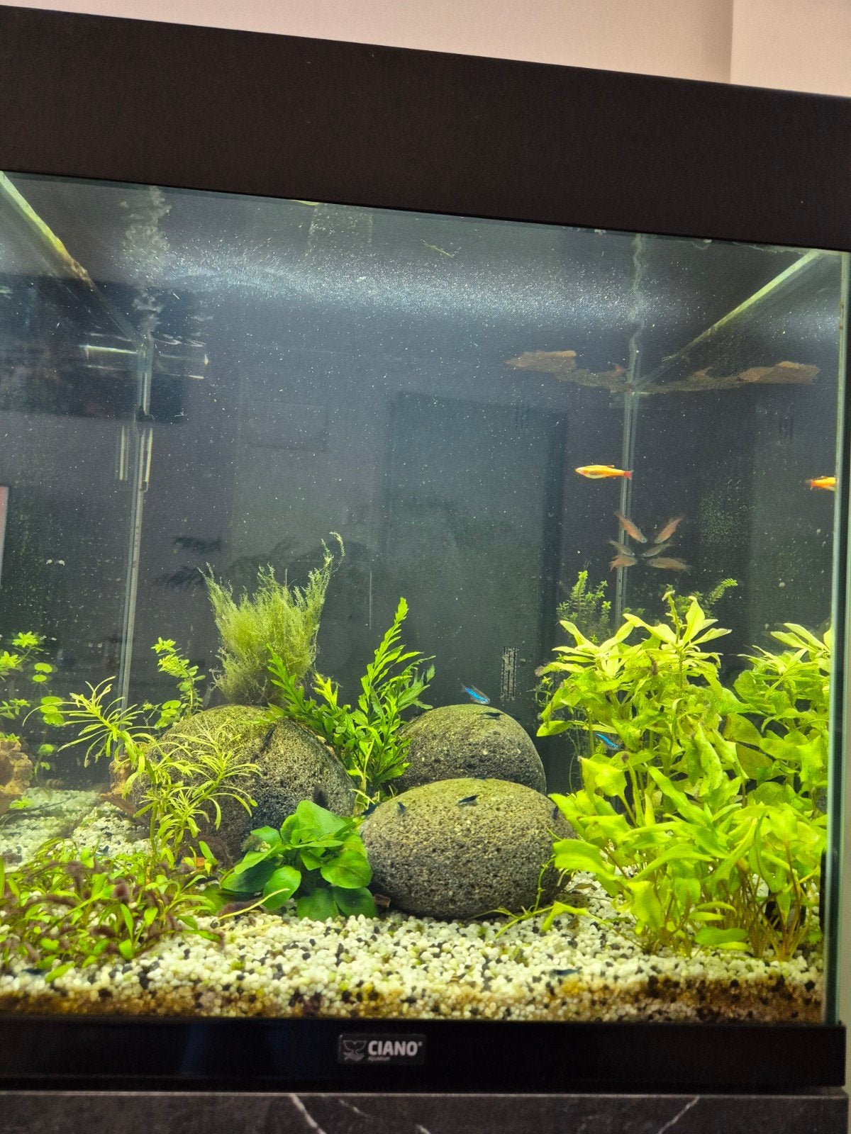 aquarium 40x40x40  Ciano inclusief kast, Ophalen, Pomp, Gevuld zoetwateraquarium, Overige merken
