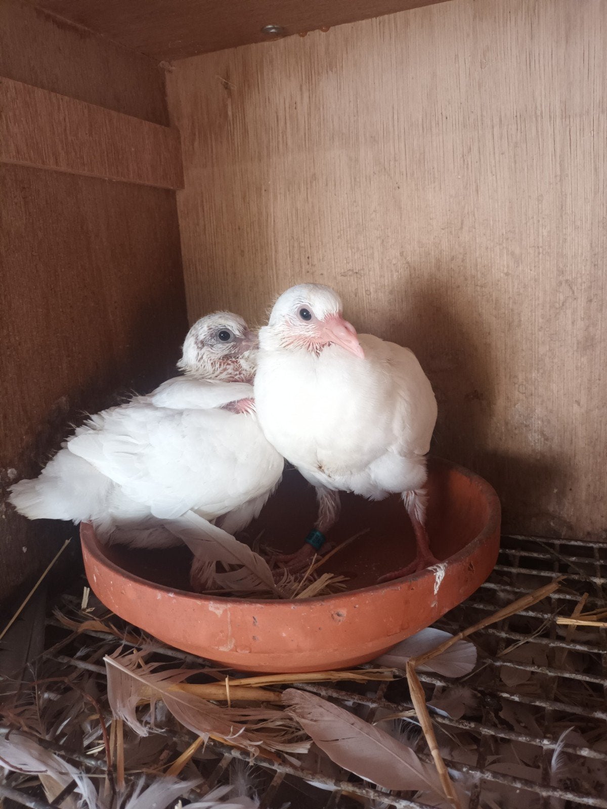 koppeltje jonge witte postduiven, Dieren en Toebehoren, Meerdere dieren, Postduif