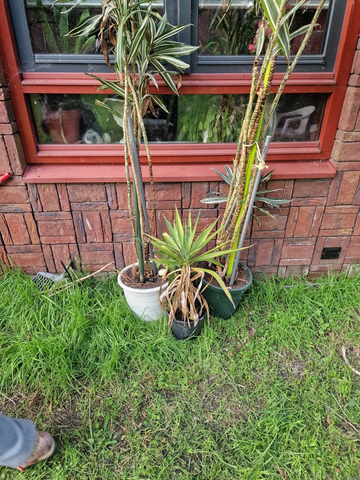 Gratis planten: Dracaena en Yucca - moeten vandaag weg!, Ophalen of Verzenden