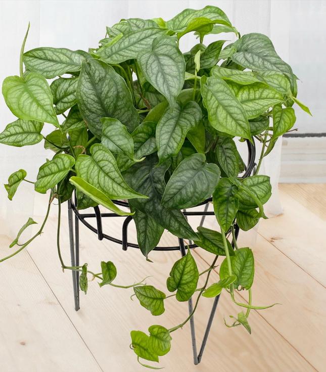 Monstera siltepecana bladstekjes, Huis en Inrichting, Kamerplanten, Ophalen of Verzenden, Halfschaduw, Minder dan 100 cm