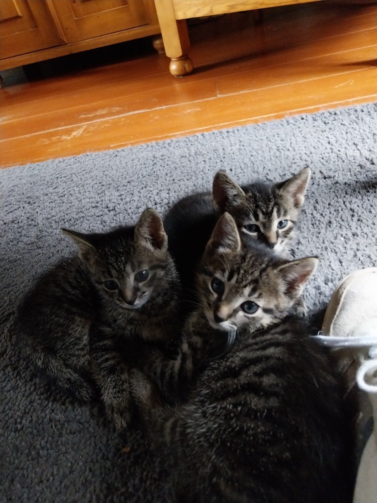 Te koop 2 lieve tijger katertjes ., Dieren en Toebehoren, Kater