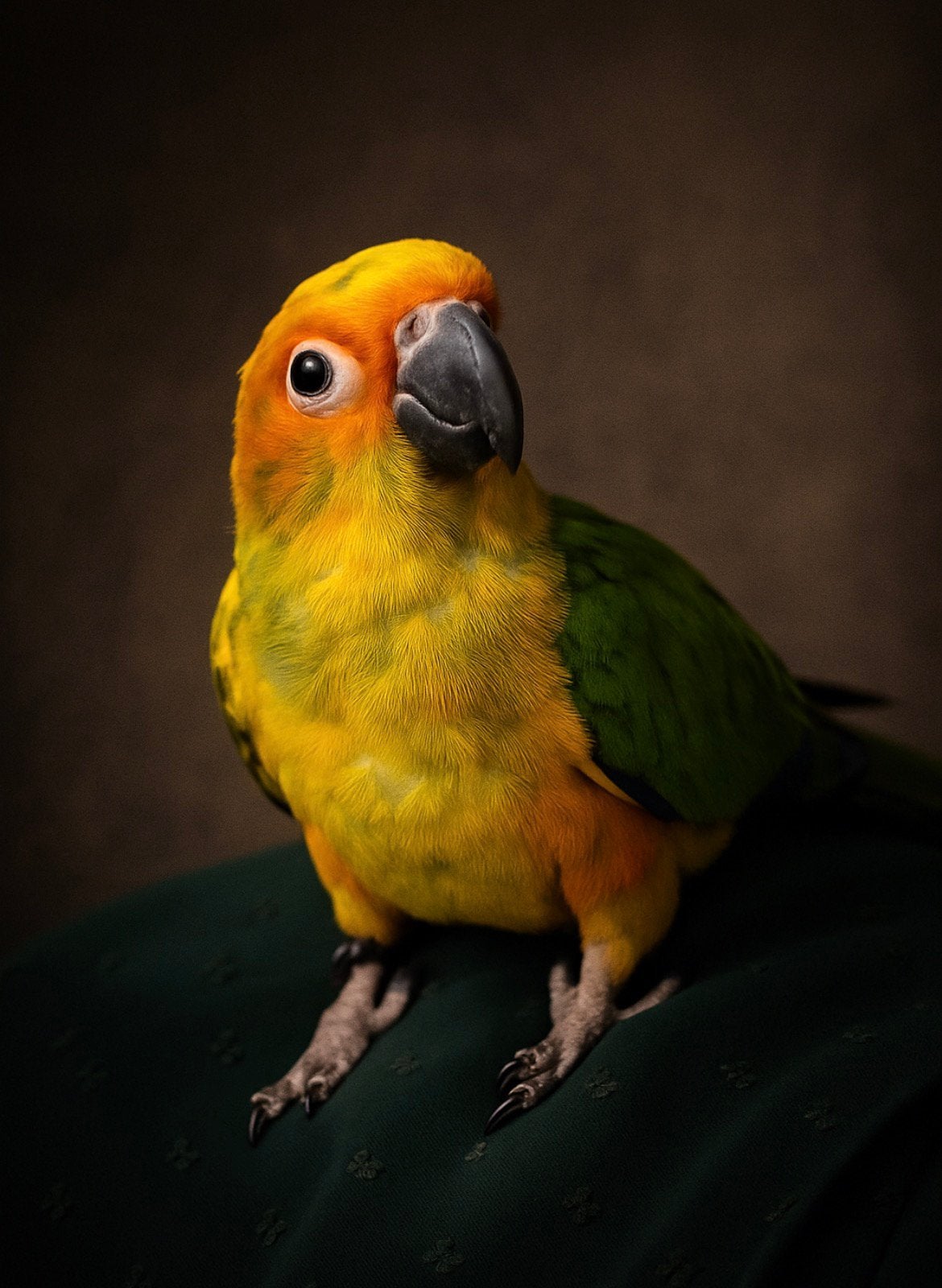 Zonparkiet kiwi, Mannelijk, Parkiet, Pratend