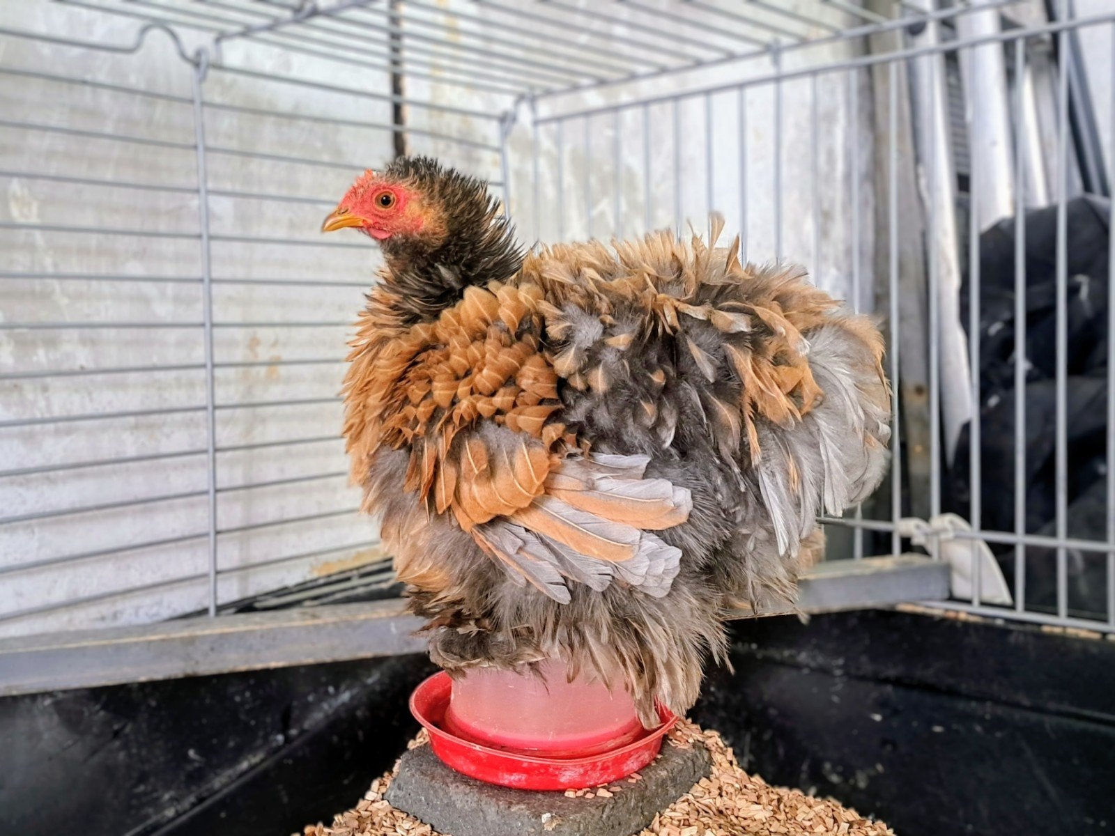 Cochin kriel hen krul, Dieren en Toebehoren
