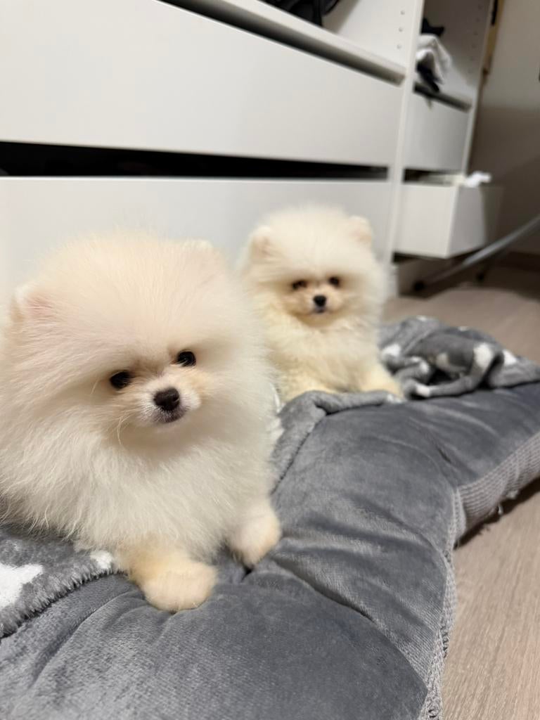 Pomeranian pups Pomeriaan puppy, Dieren en Toebehoren, België, Particulier, 15 weken tot 1 jaar, Overige rassen
