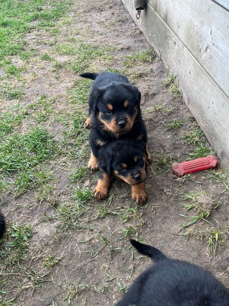 Rotweiler pups, 8 tot 15 weken, Meerdere dieren, Eén hond, Rottweiler