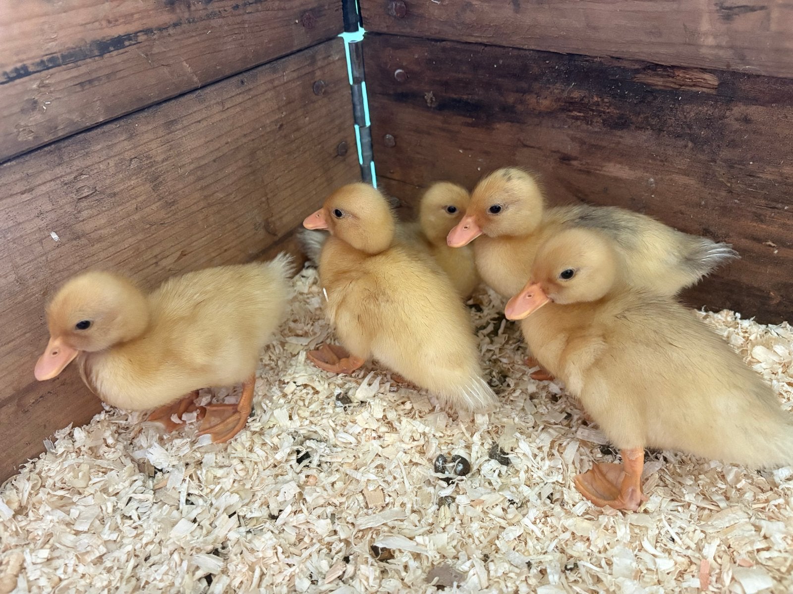 Witte Hollandse kwakers, Dieren en Toebehoren, Pluimvee, Meerdere dieren, Eend