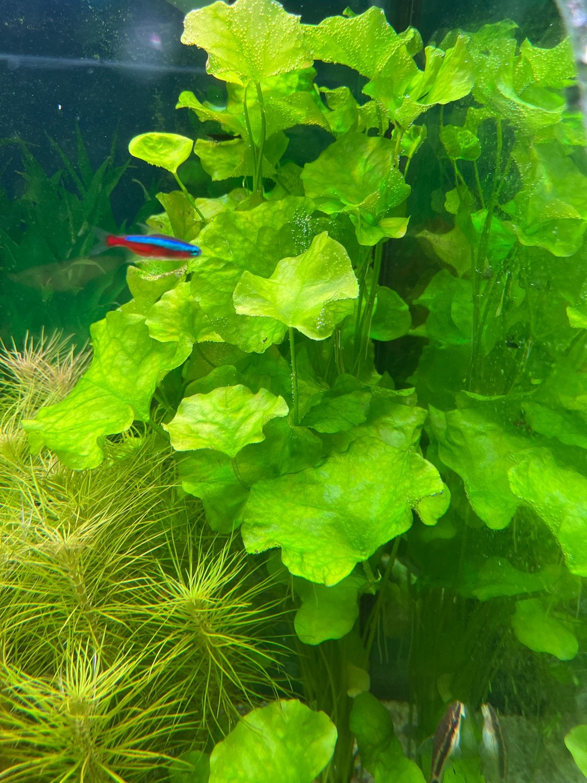 Aquarium plant, Vis