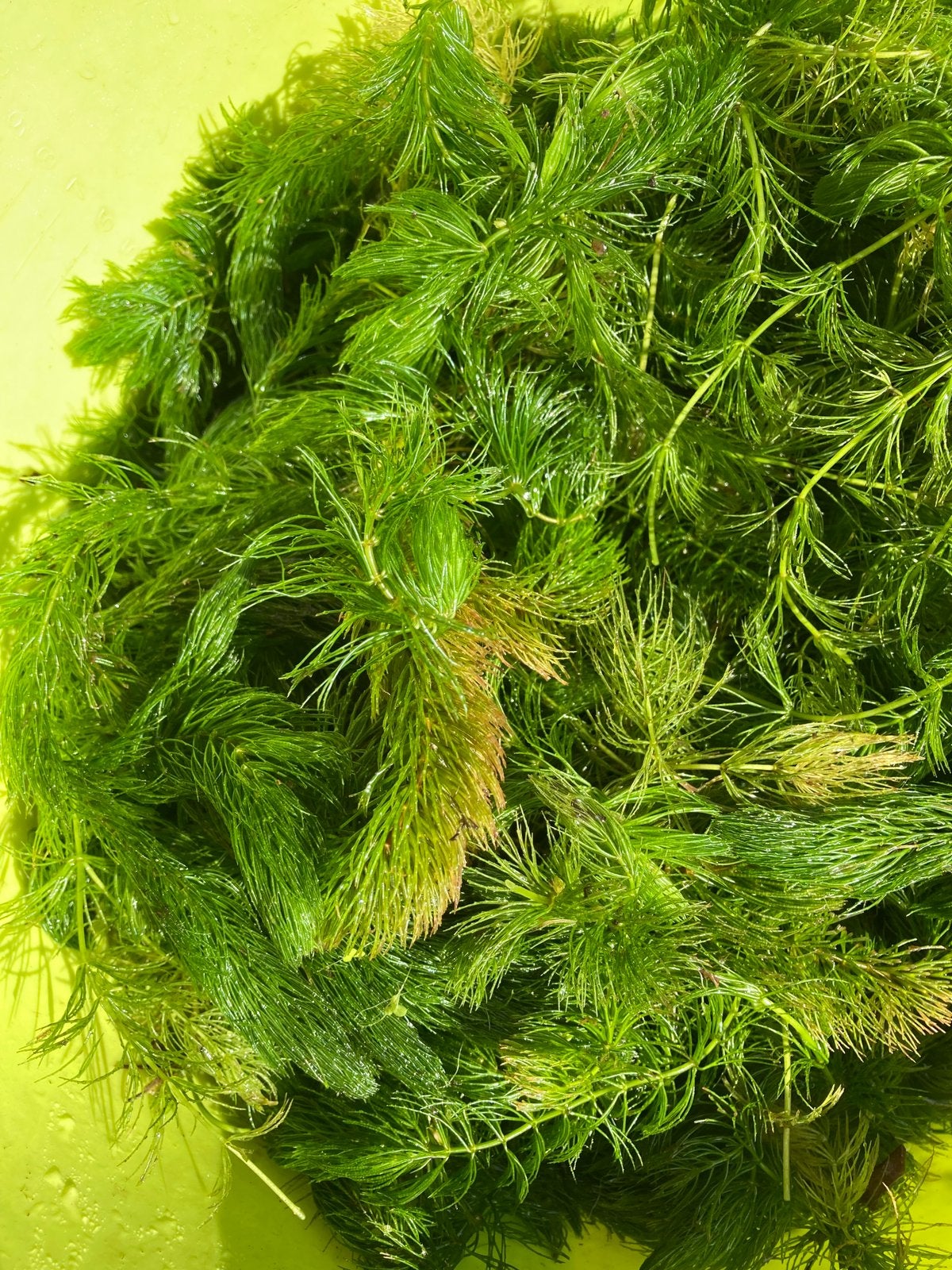 GEDOORND HOORNBLAD - PRIMA ZUURSTOFPLANT VOOR DE VIJVER, Ophalen, Zo goed als nieuw