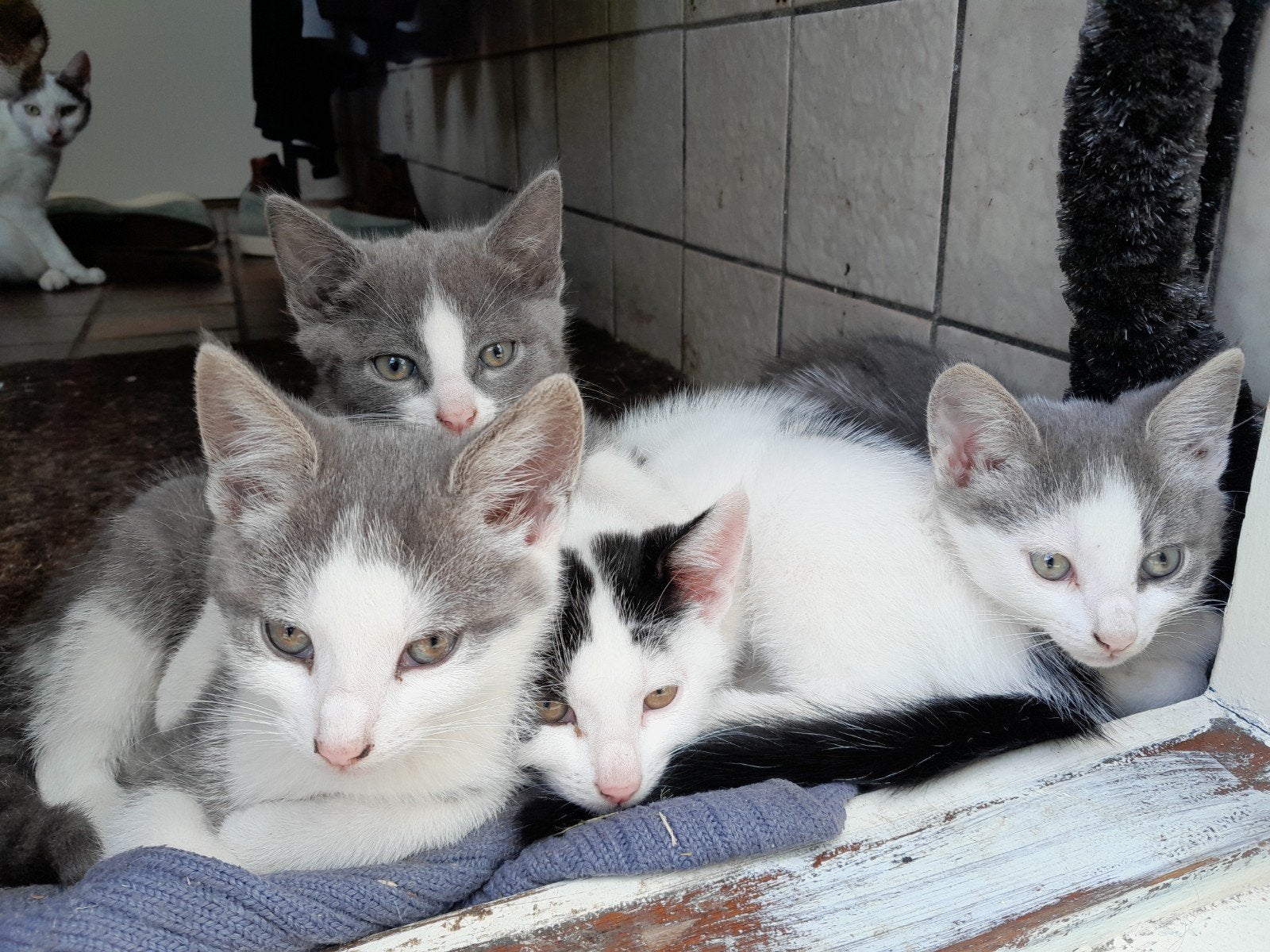 Lieve boerderij kittens te koop, Meerdere dieren