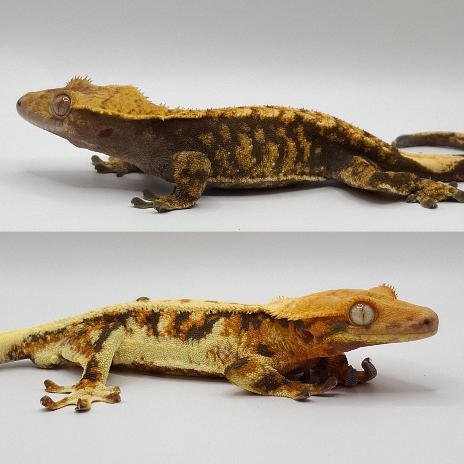 Mooie tricolor lilly white wimpergekko/crested gecko 0.0.1 Crested Gecko photo 7
